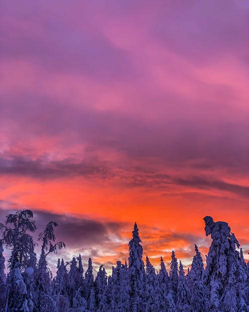 Darmowe zdjęcie z galerii z chmury, czerwone niebo, drzewa