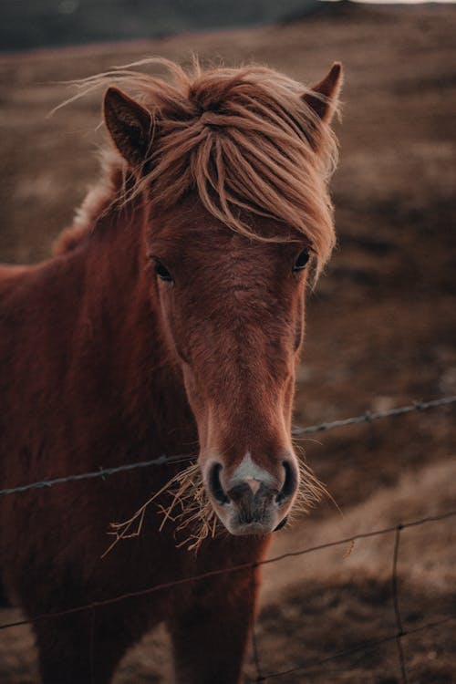 Close-Up Shot of a Brown Horse