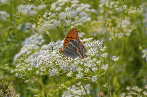 Free Close-Up Shot of a Butterfly Perched on White Flowers Stock Photo