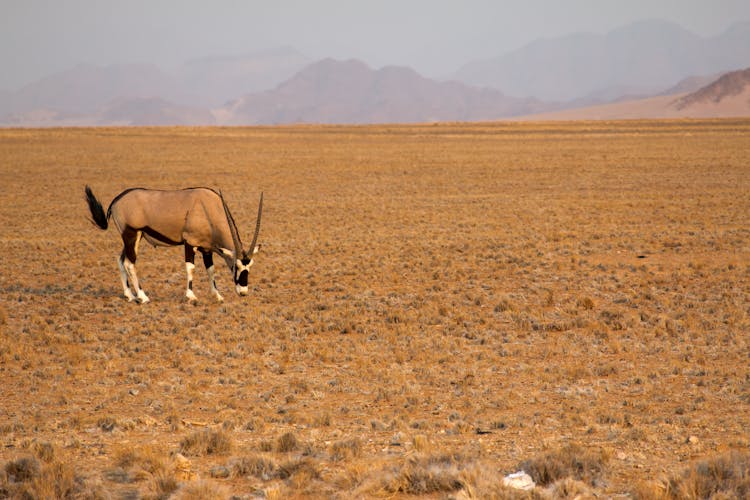 Wild Animals In Namib Naukluft National Park
