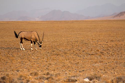 Free A solitary oryx grazes in the vast Namib Desert landscape, showcasing Namibia's wildlife. Stock Photo