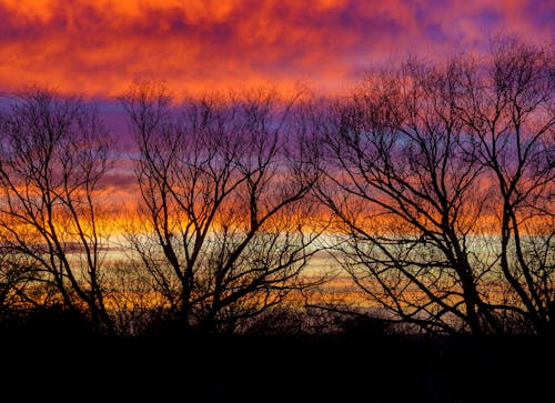 Free Silhouette of Leafless Trees during Sunset Stock Photo