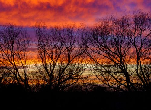 Free Beautiful silhouette of leafless trees against a vibrant sunset sky. Stock Photo