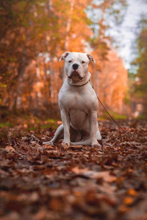 Free A white American Pit Bull Terrier sitting on fallen leaves in a vibrant autumn forest. Stock Photo