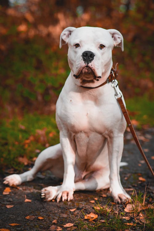 Free Kostenloses Stock Foto zu american bulldog, bezaubernd, canidae Stock Photo