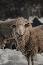 Brown Sheep on Snow Covered Ground