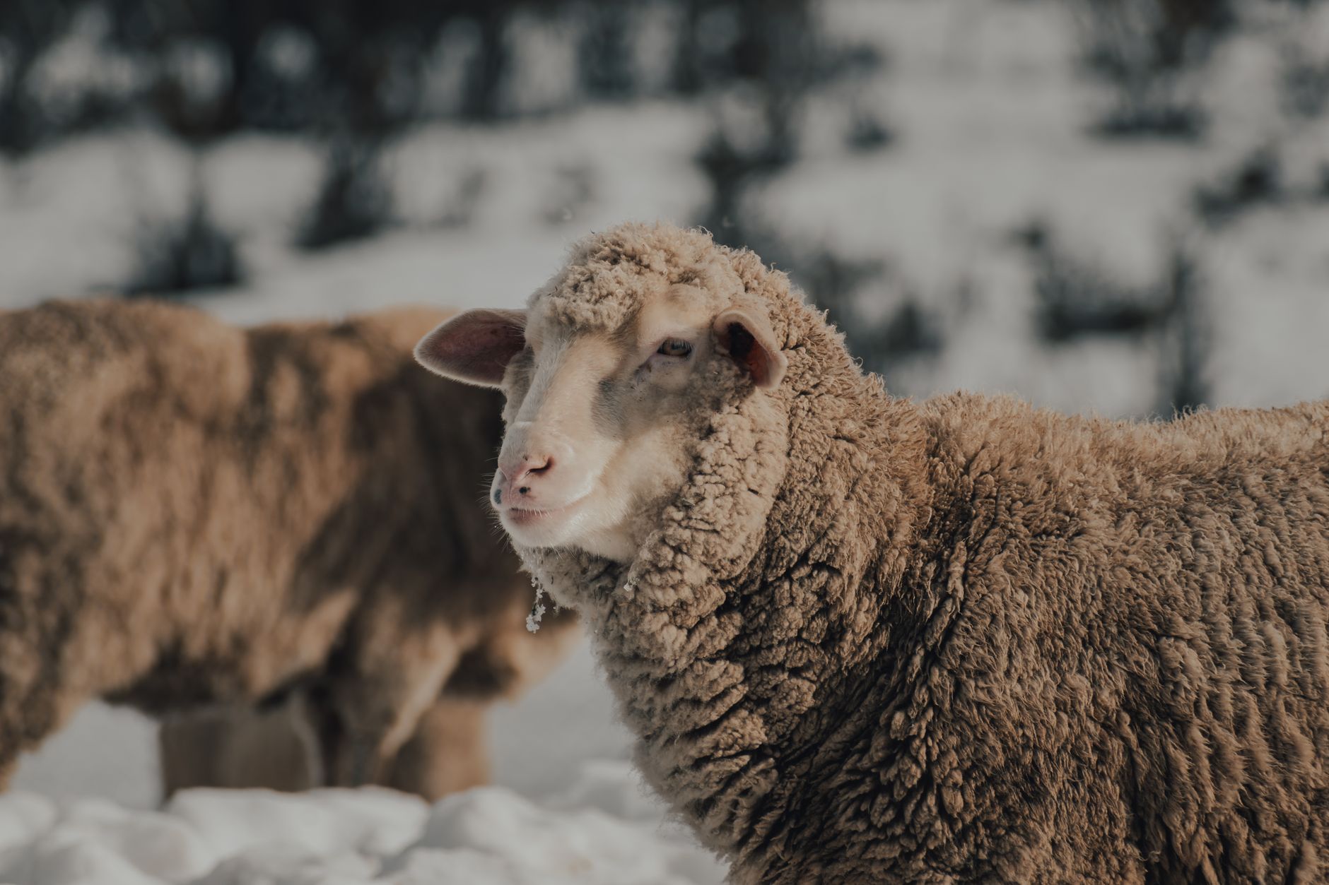 lightweight and heavyweight merino wool garments shown side by side for GSM comparison