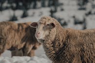 Brown Sheep on Snow Covered Ground