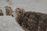 Brown Sheep on White Snow