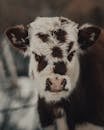 Brown and White Cow