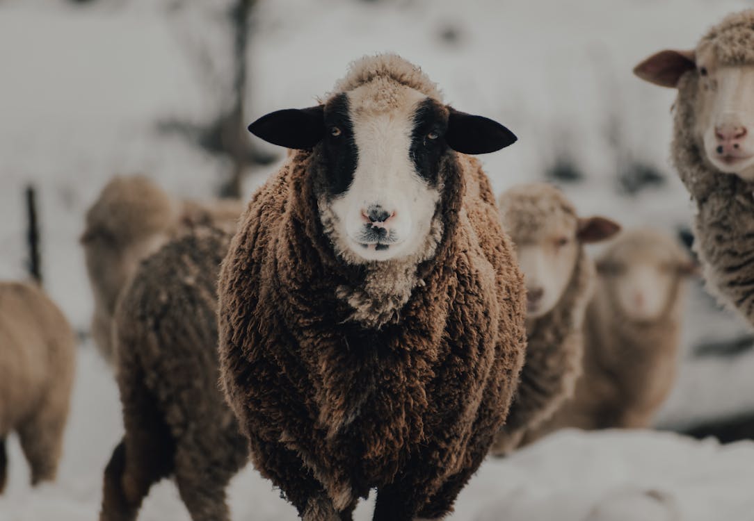 Brown and White Sheep on Snow Covered Ground