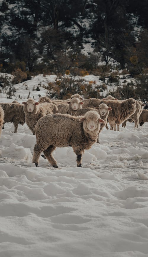 A Herd of Sheep on a Snow-Covered Field