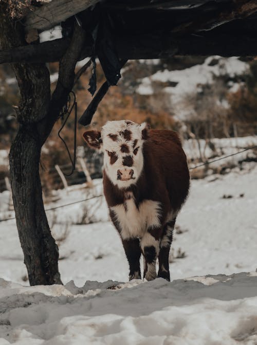 Free Brown and White Cow Standing on Snow Covered Ground Stock Photo