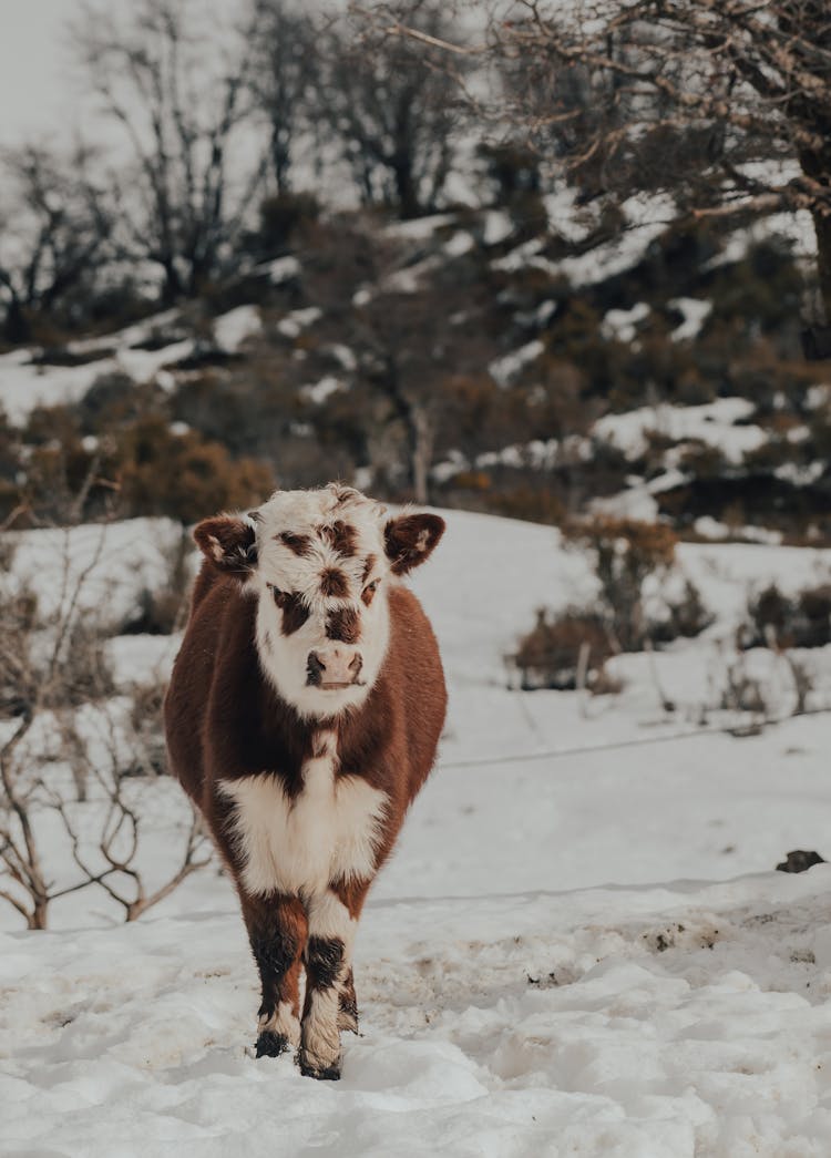 Brown And White Calf On Snow Covered Ground