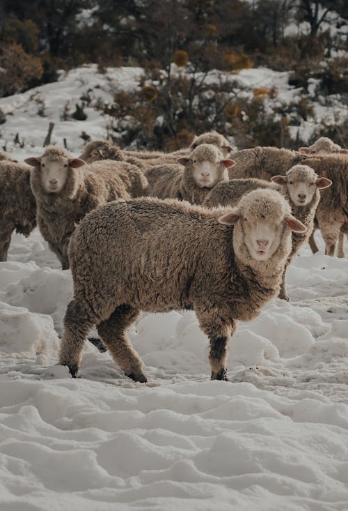 Free A Herd of Sheep on a Snow-Covered Field Stock Photo