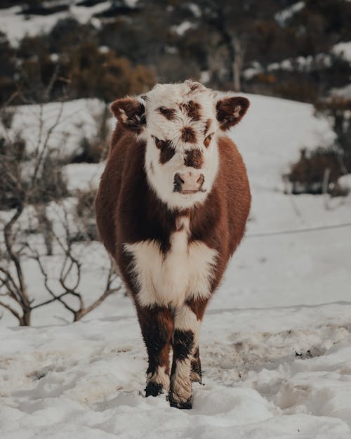 Brown Calf on Snow Covered Ground