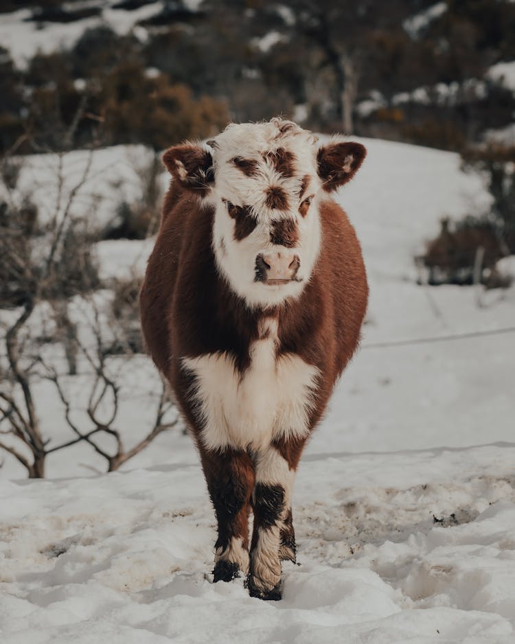 Brown Calf On Snow Covered Ground