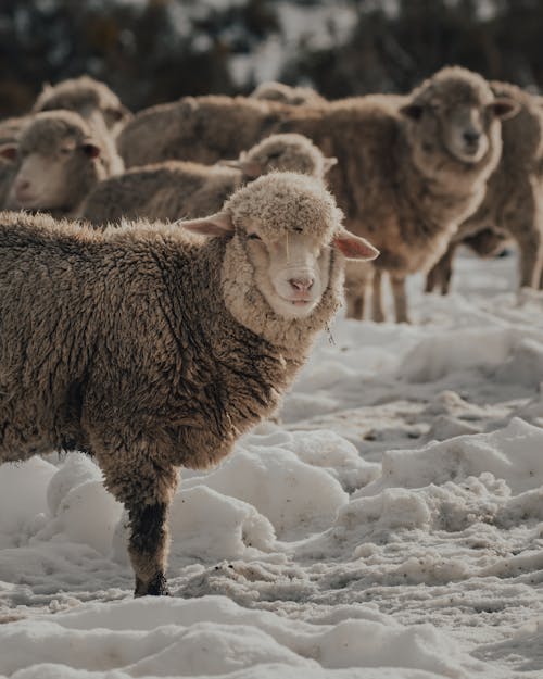 A Herd of Sheep on a Snow-Covered Field