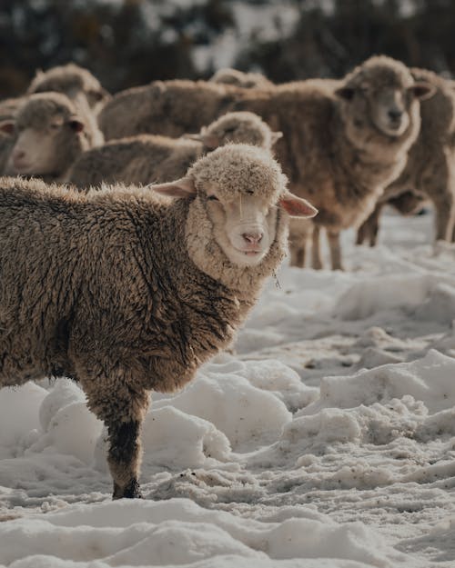 Darmowe zdjęcie z galerii z bovidae, fotografia zwierzęcia, holandia