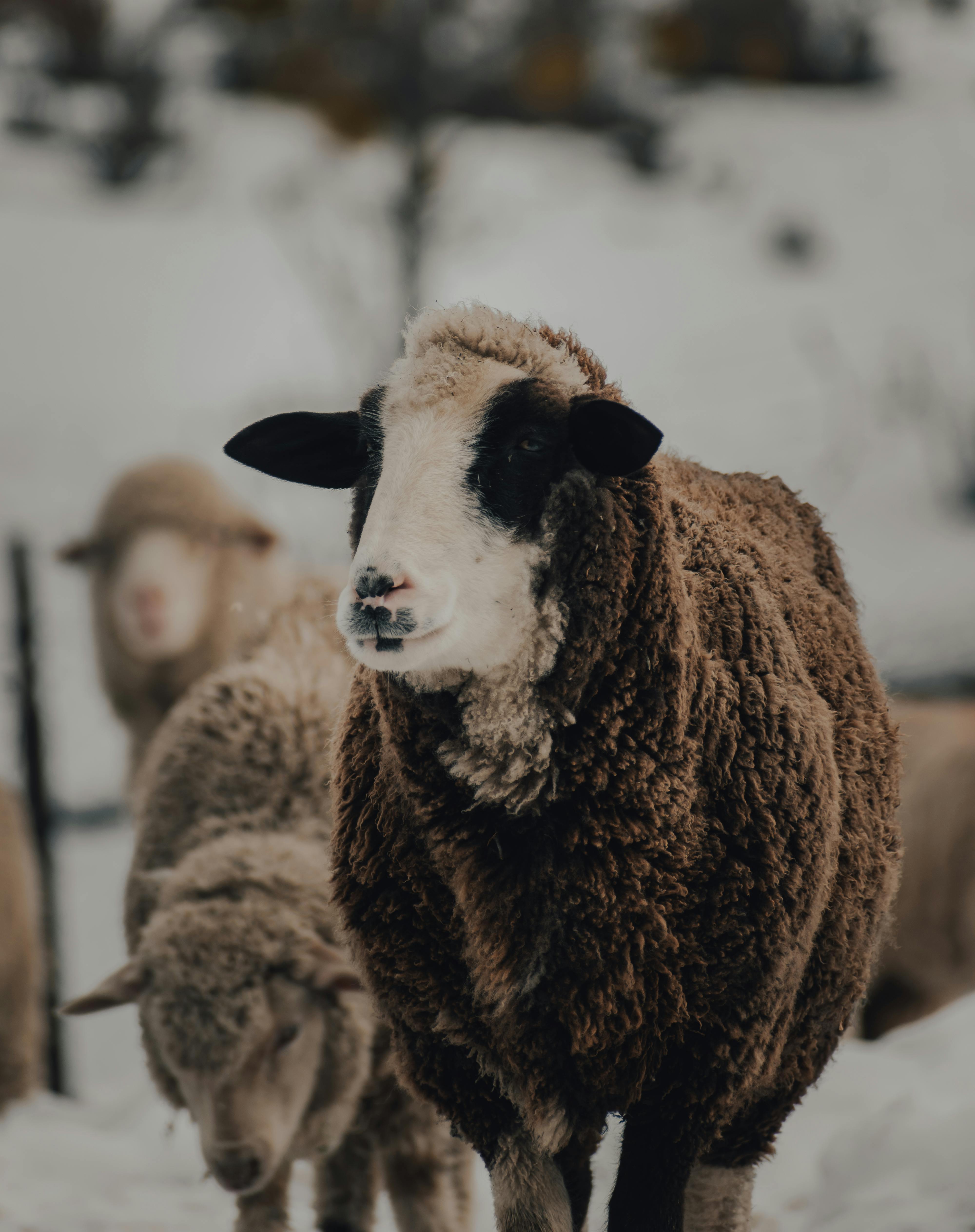 Curly-haired White Lamb · Free Stock Photo