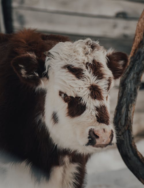 White and Black Cow in Cage