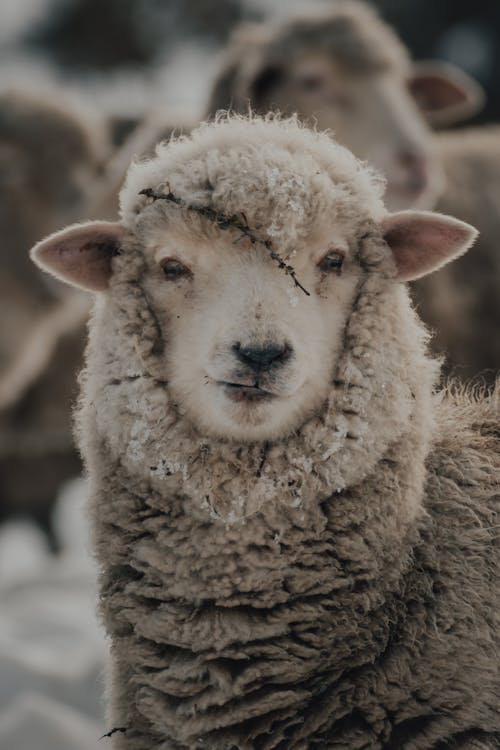 Close-Up Shot of a Sheep