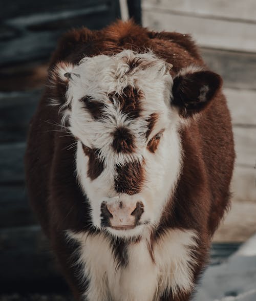 Close Up photo of a Brown and White Cow