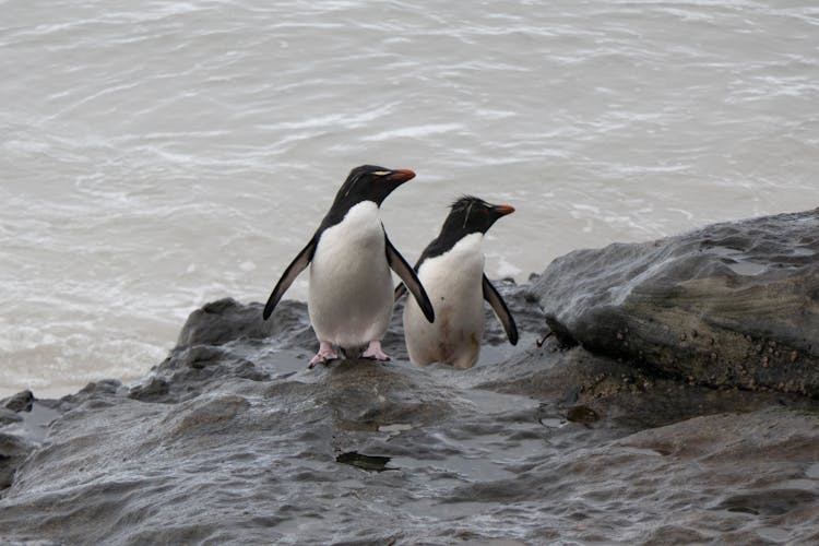 Penguins On A Rock Beside A Body Of Water