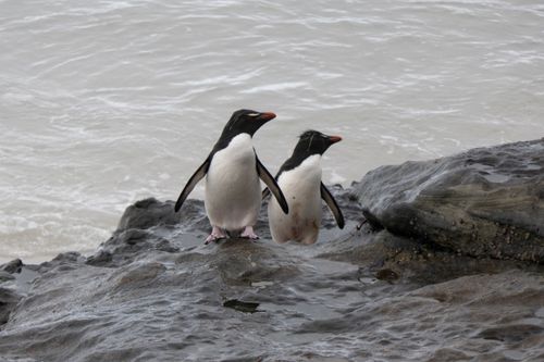 Free Two rockhopper penguins standing on rocky shores of the Falkland Islands by the ocean. Stock Photo