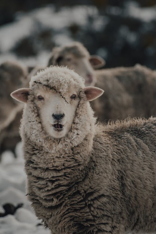 Immagine gratuita di agnello, animale della fattoria, animale domestico