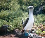 Blue Footed Booby on a Rock