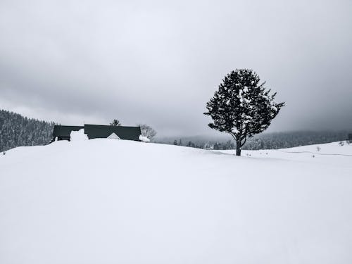 Free Tree and Houses in the Snow Stock Photo