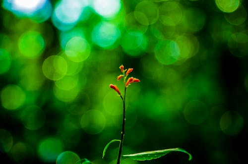 Turuncu Petaled çiçeğin Seçmeli Odak Fotoğrafı