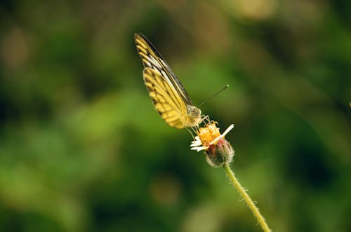Ücretsiz Çiçek üzerine Tünemiş Sarı Kelebek Stok Fotoğraflar