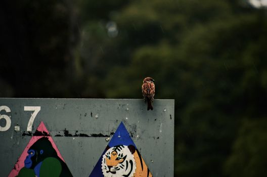 A sparrow perches atop a sign with animal illustrations in a lush outdoor environment.