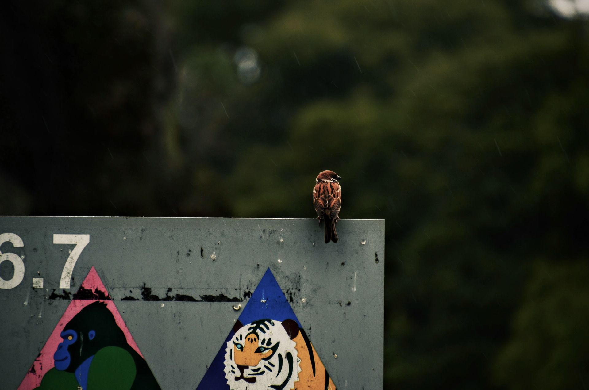 Photography of a Brown Sparrow Bird