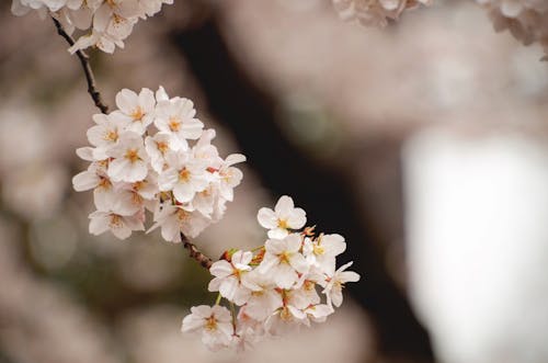 Free White Cherry Blossom Stock Photo