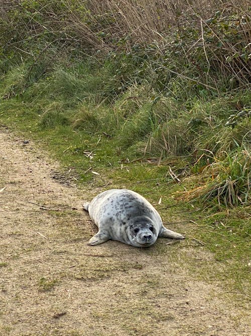 Kostenlos Kostenloses Stock Foto zu pinniped, robbe, tier Stock-Foto