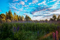 白俄罗斯的夏季田园风光如诗，明亮的蓝天下芦苇生机盎然