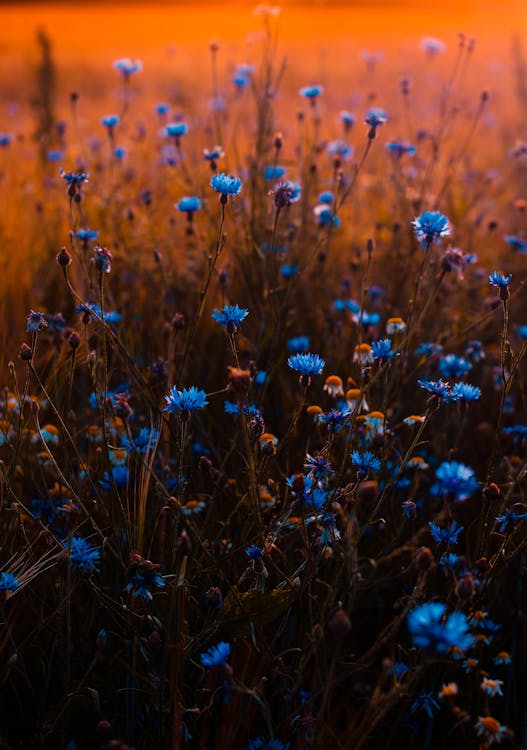 Free Tilt Shift Lens Photo of Blue Flowers Stock Photo