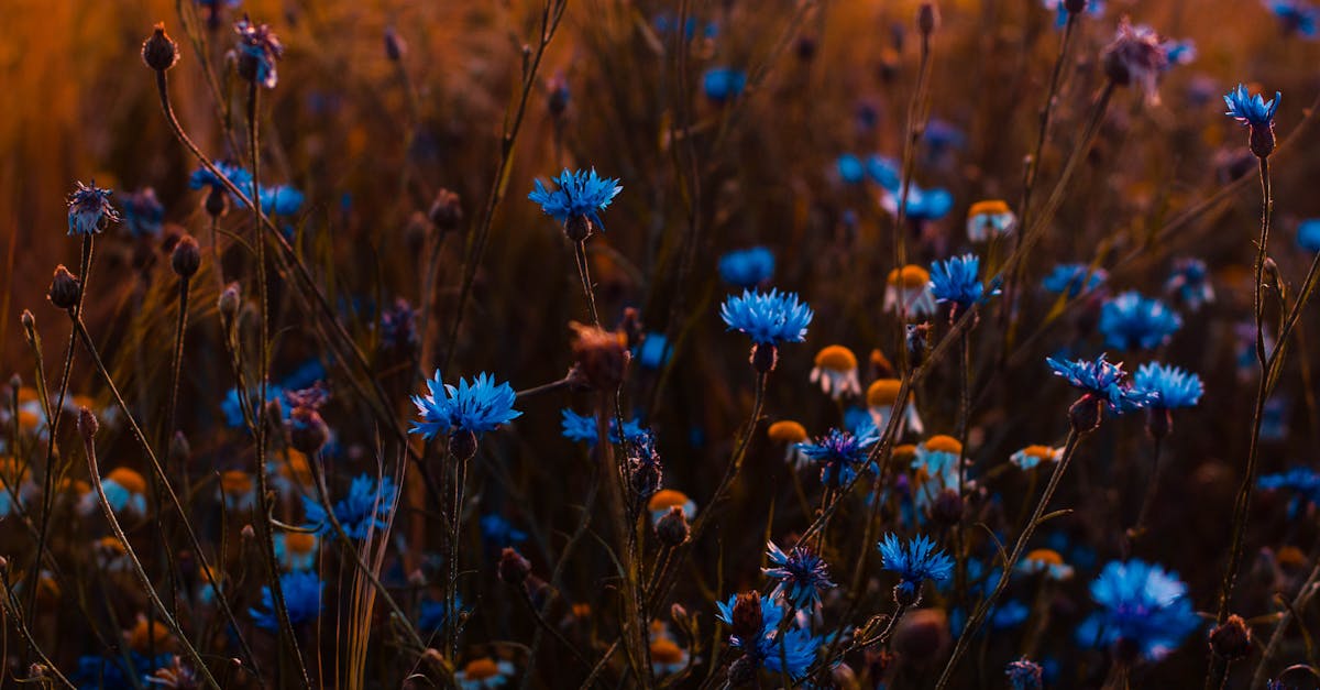 Tilt Shift Lens Photo of Blue Flowers