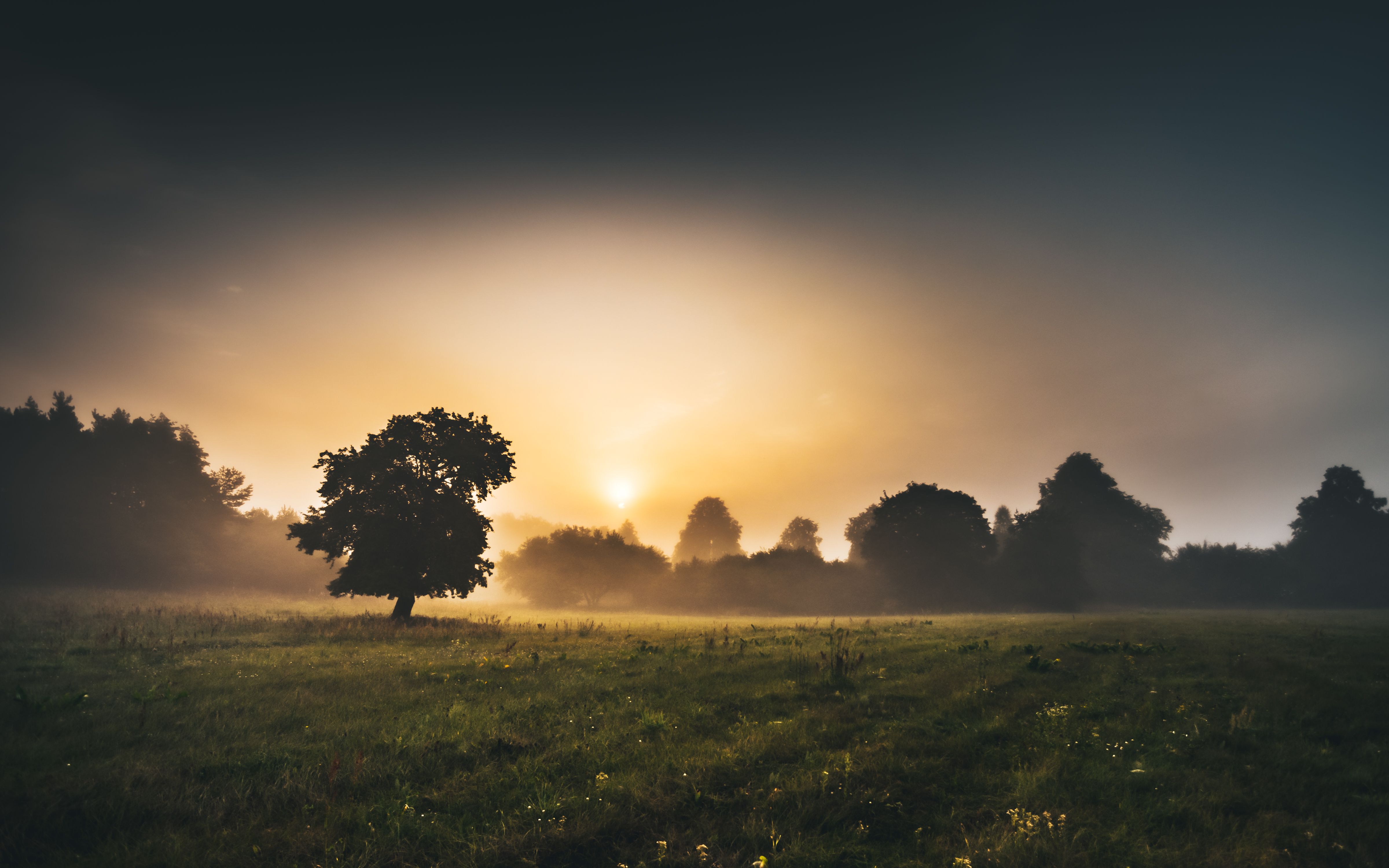Serene misty meadow in Podlasie, Poland, with trees silhouetted at sunrise.