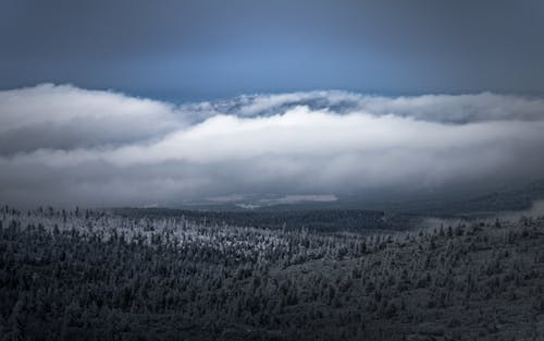 Imagine de stoc gratuită din acoperit de zăpadă, anotimp, arbori