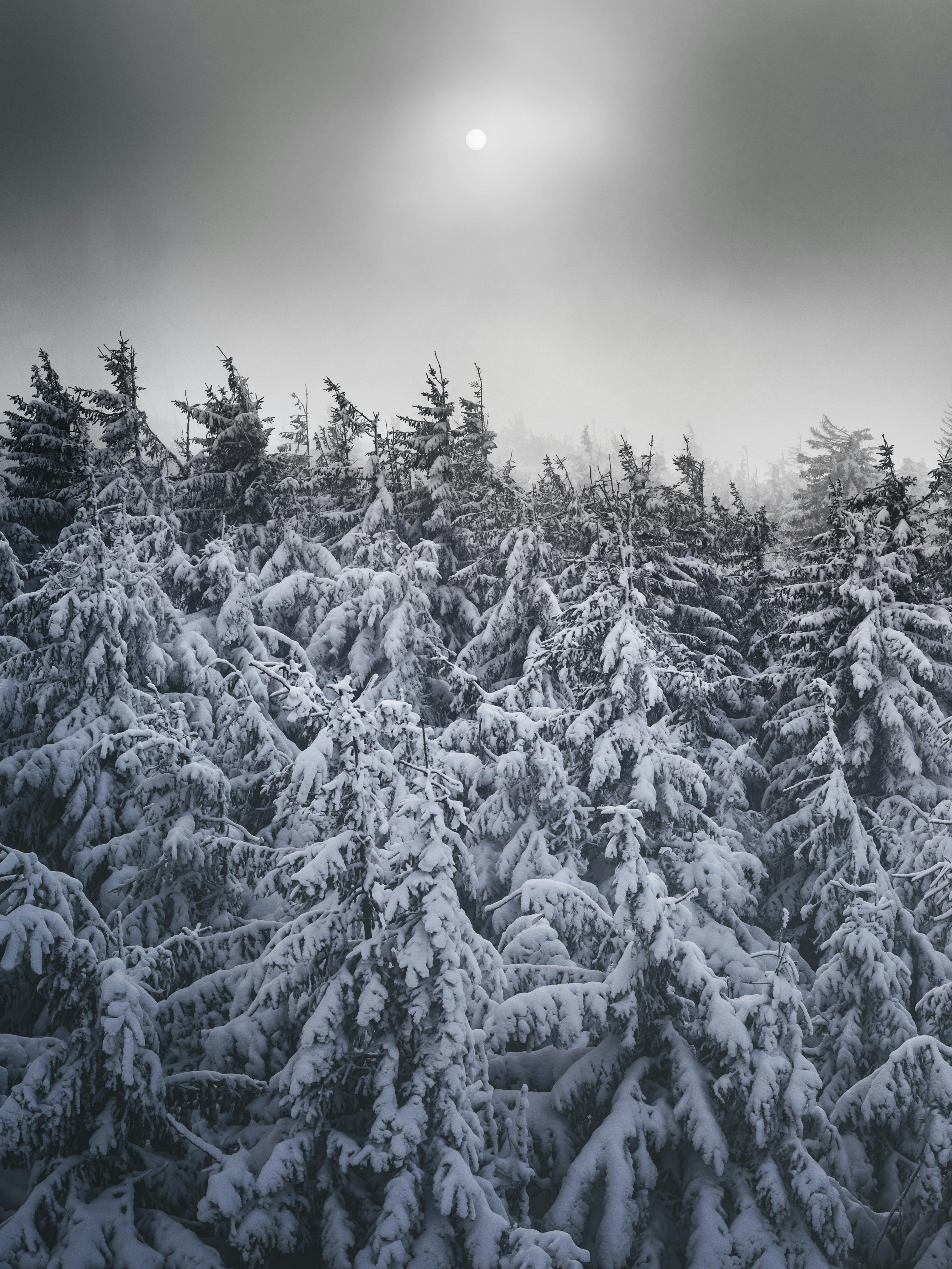 Snow Covered Pine Trees Free Stock Photo   Pexels Photo 6738617 