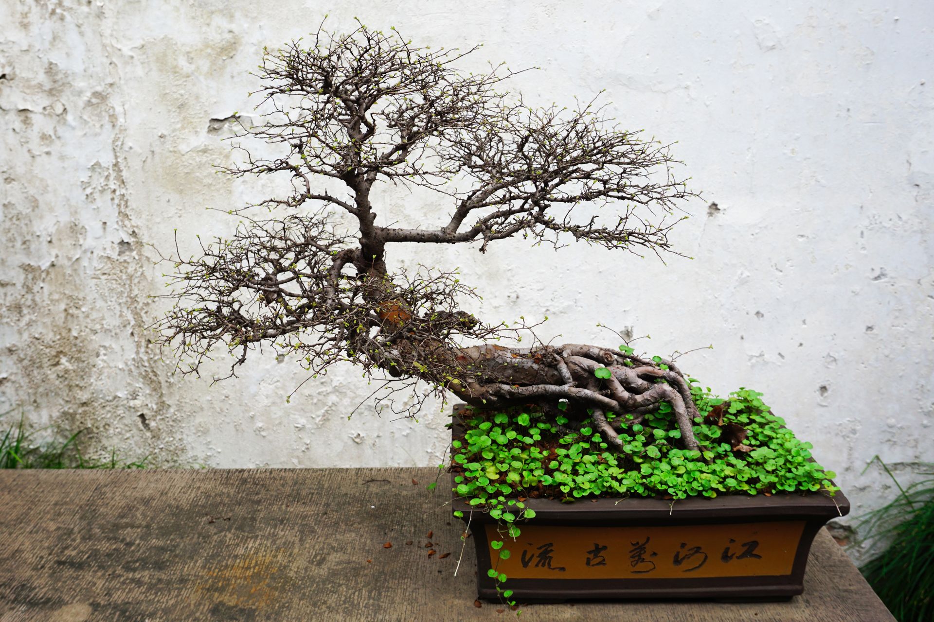 Captivating image of a bare bonsai tree in a clay pot against a textured white wall, showcasing natural beauty.