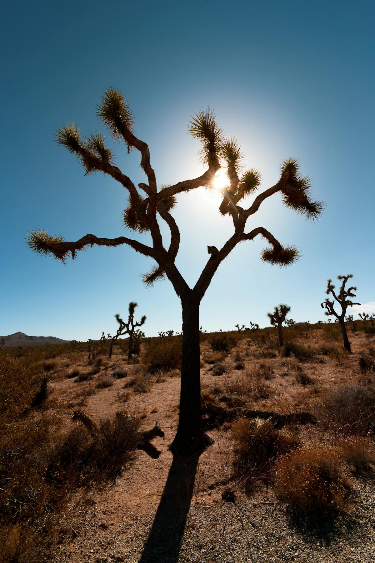 Joshua Tree silhouetted against the Milky Way in dark sky