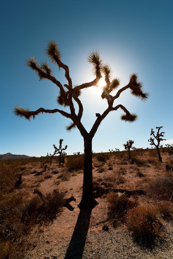 Stargazing in Joshua Tree dark sky park