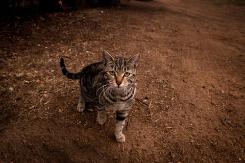 Free Close-Up Shot of a Tabby Cat  Stock Photo