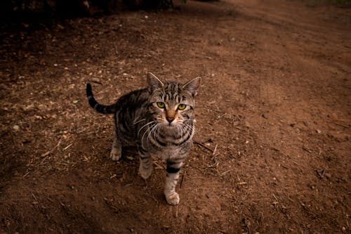 Close-Up Shot of a Tabby Cat 