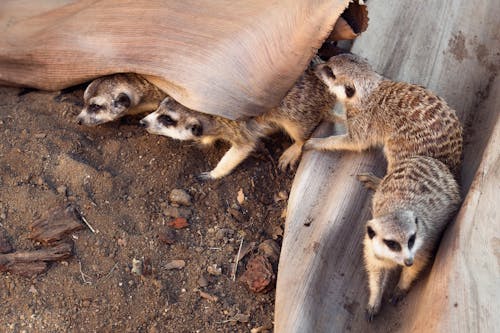 Quatro Ferrets Cinzentos